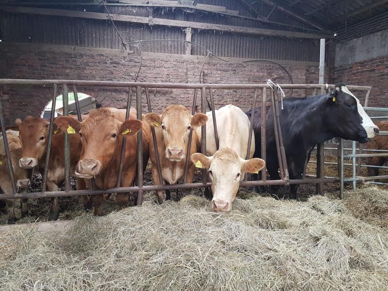 Rinderhaltung Bauernhof Scheja (Exkursion Klasse 6b)